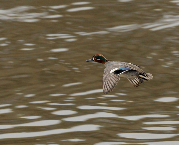 WINTERTALING