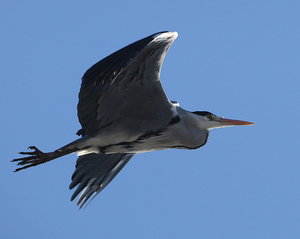 BLAUWE REIGER