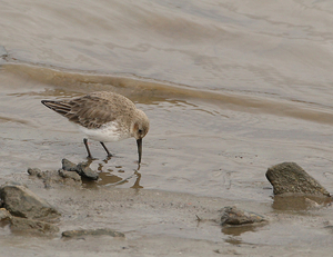 BONTE STRANDLOPER