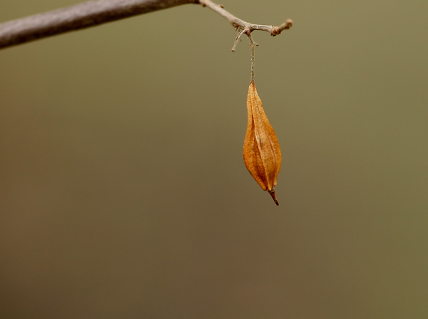 HALESIA CAROLINA