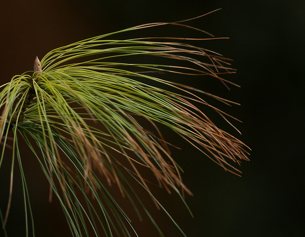 PINUS SPECIES