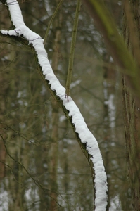 2010-02-11winter molsbroek 005