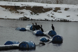 2010-02-11winter molsbroek 015