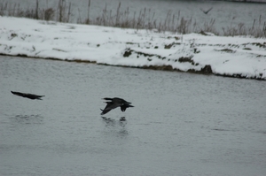 2010-02-11winter molsbroek 017