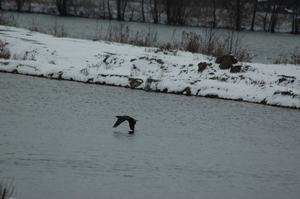 2010-02-11winter molsbroek 018