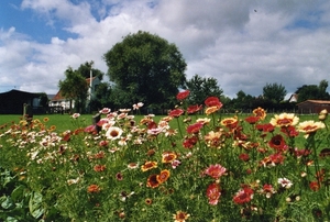 zomerwolken