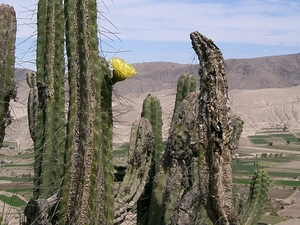 Foto's reis Peru 021