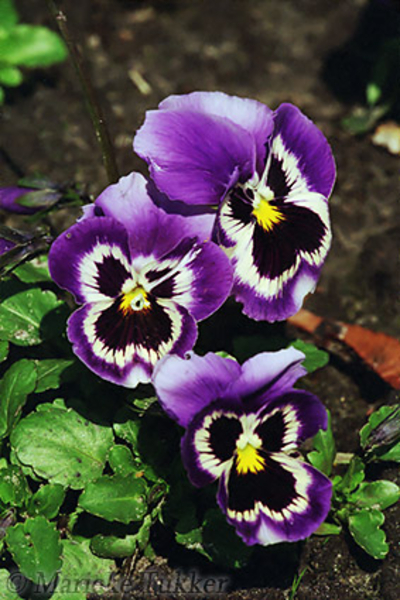 00B - Bloemen Viooltje