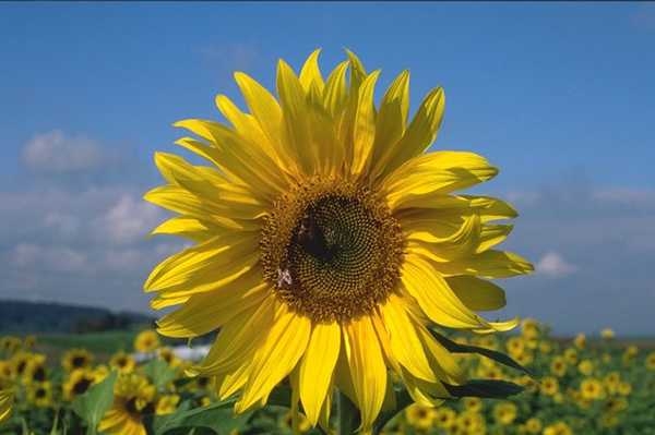 00B - Bloemen Zonnebloem