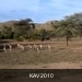 namibië 10 (120)