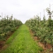 Appelboomgaard