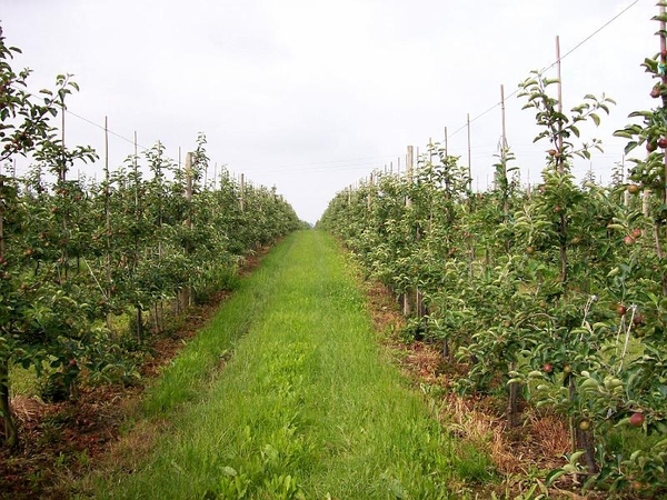 Appelboomgaard