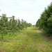 Appelboomgaard open gesteld voor wandeltocht