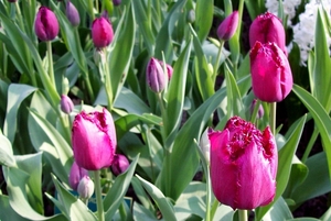 Keukenhof 128