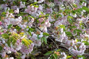 Keukenhof 140