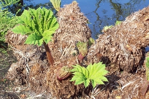 Keukenhof 141