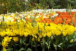 Keukenhof 142