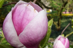 Keukenhof 143