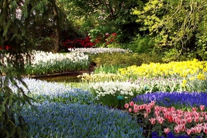 Keukenhof 145