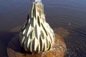 Keukenhof 149