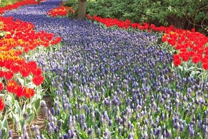 Keukenhof 153