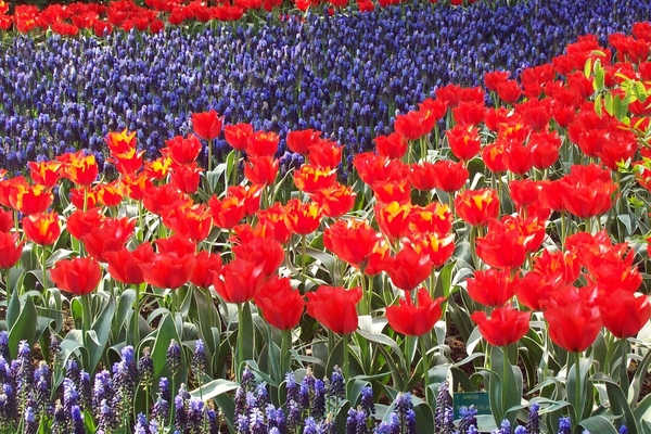 Keukenhof 157