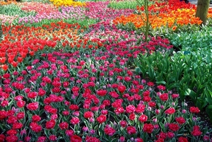 Keukenhof 160