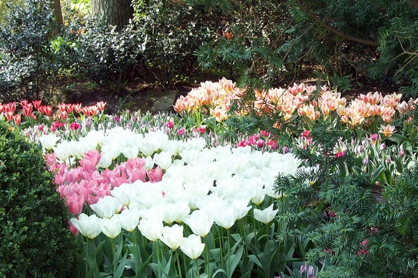 Keukenhof 161