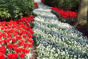 Keukenhof 162