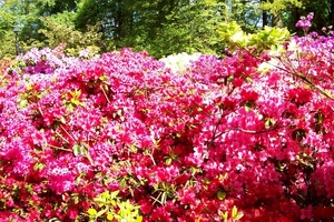 Keukenhof 163