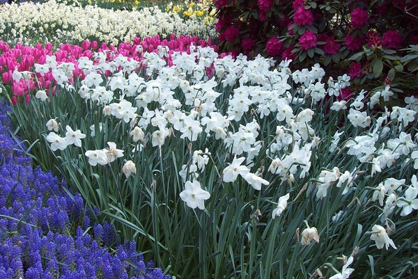 Keukenhof 181