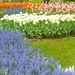 Keukenhof 186