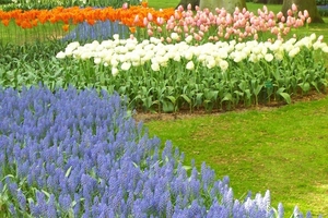 Keukenhof 186