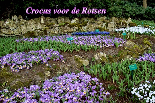 Keukenhof