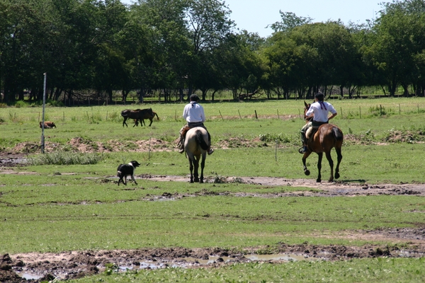 Gaucho's maken zich klaar voor spektakel