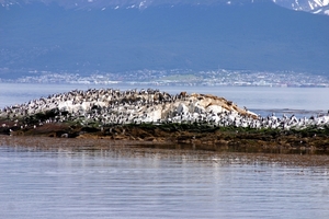 Robben en aalscholvers rusten uit