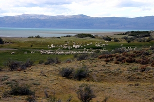 Lago Argentino : schaapjes staan op het droge