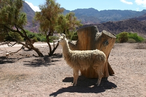 Voor enkele pesos mag je met de lama op de foto