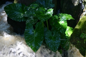 Flora