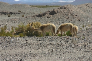 Guanaco's - soort lama
