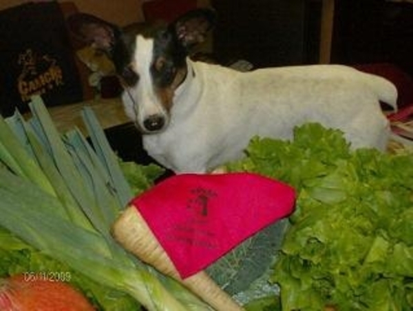 cani st.kat.waver 021[1]