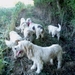 honden