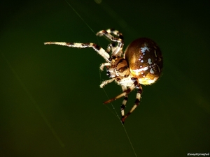 Araneus quadratus Liereman Oud-Turnhout 2009