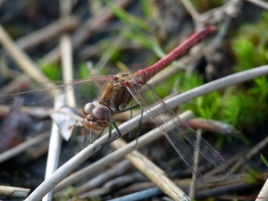 Bruinrode heidelibel