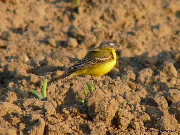 Gele kwikstaart Broekkant Arendonk 2009