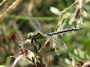 Groene glazenmaker