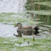 Krakeend Hageven 2009