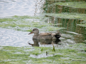 Krakeend Hageven 2009