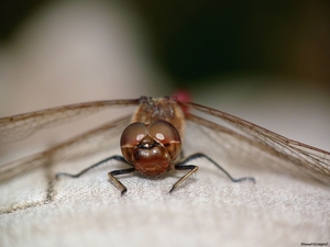 Steenrode heidelibel