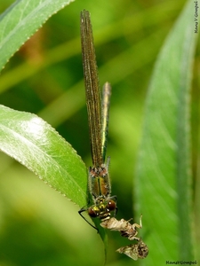 Weidebeekjuffer (V) Watering Arendonk 2009